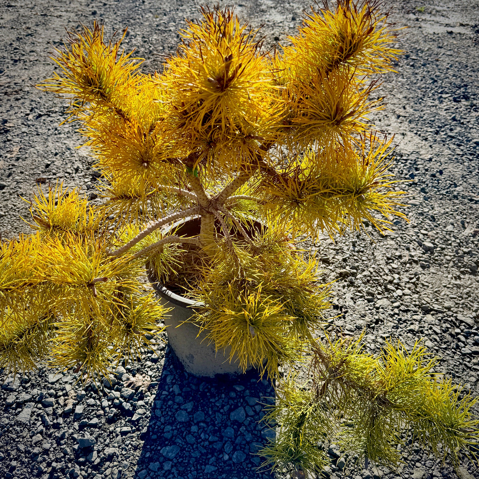 Chief Joseph Lodgepole Pine
