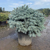Dwarf Globe Blue Spruce- 7 Gallon- 4 Pack