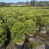Green Mountain Boxwood- 10 Gallon- 5 Pack