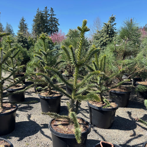 Monkey Puzzle Tree- 4-5 Foot Tall