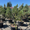Monkey Puzzle Tree- 4-5 Foot Tall
