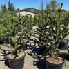 Monkey Puzzle Tree- 4-5 Foot Tall
