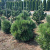 Thunderhead Pine- 15 Gallon- 3 Foot Tall