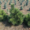 Thunderhead Pine- 15 Gallon- 3 Foot Tall