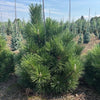 Thunderhead Pine- 15 Gallon- 3 Foot Tall