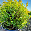 Baby Gem™ Boxwood- 10 Gallon 5 Pack