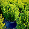 Baby Gem™ Boxwood- 10 Gallon 5 Pack