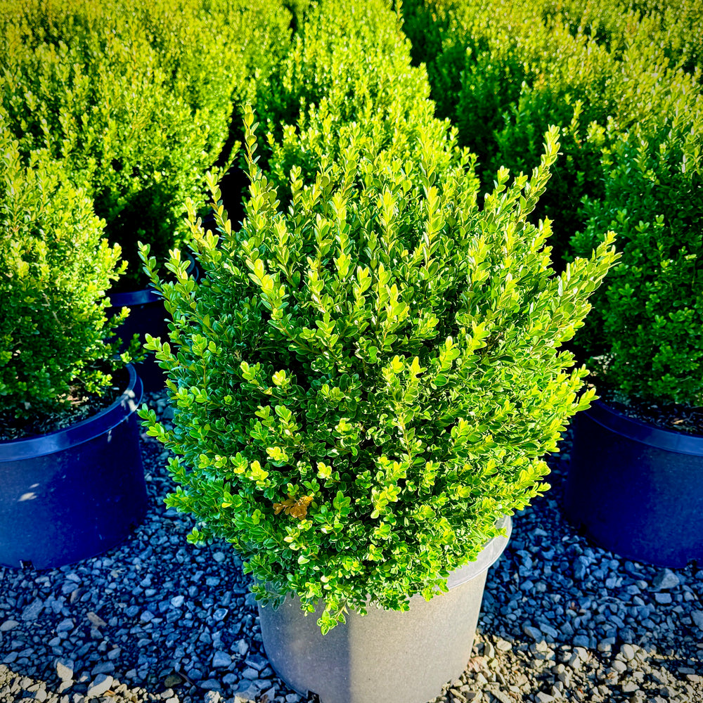 Baby Gem™ Boxwood- 10 Gallon 5 Pack