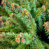 Little Gem Norway Spruce Topiary Tree