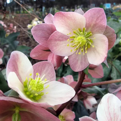 Lenten Rose HGC® Maestro®