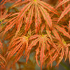 Crescent Moon Japanese Maple