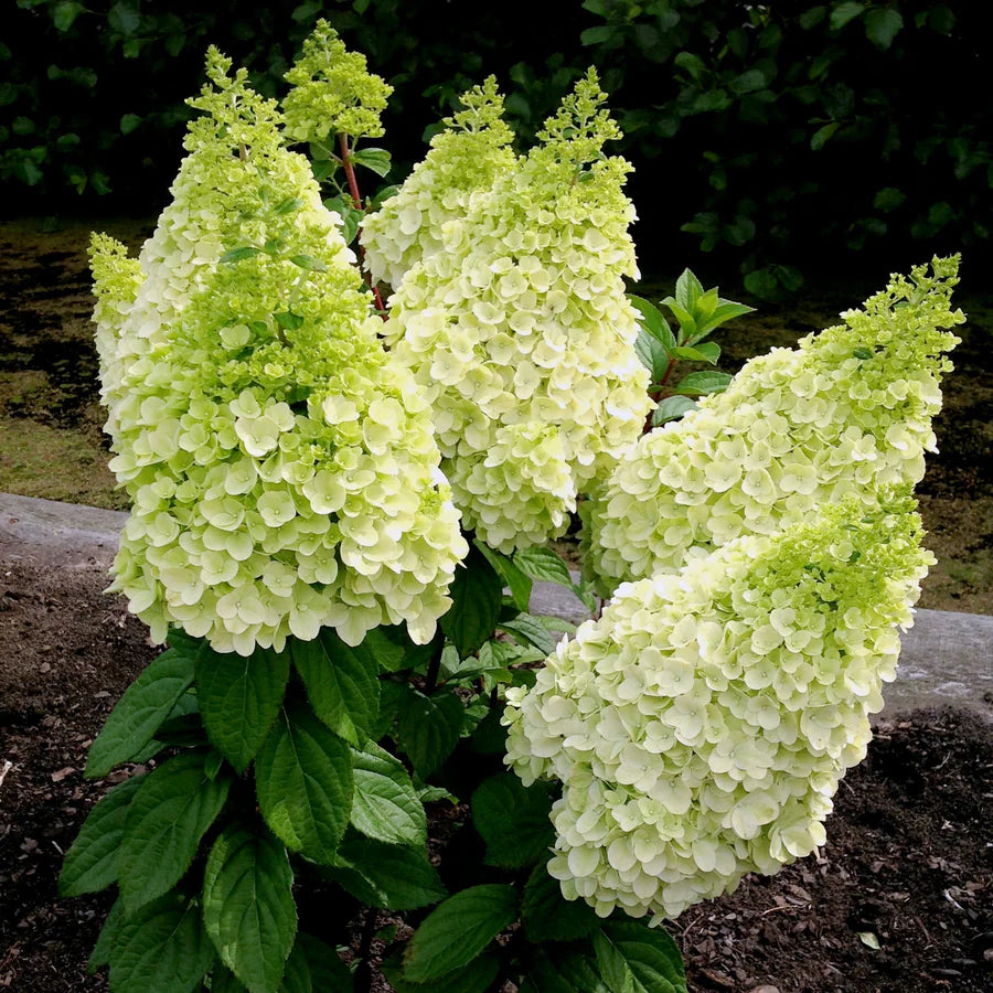 Moonrock Hydrangea