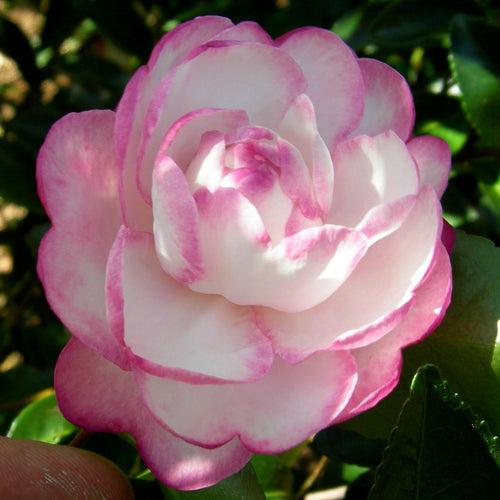 Moon Shadow Camellia