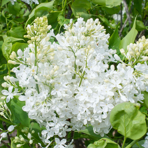New Age™ White Lilac