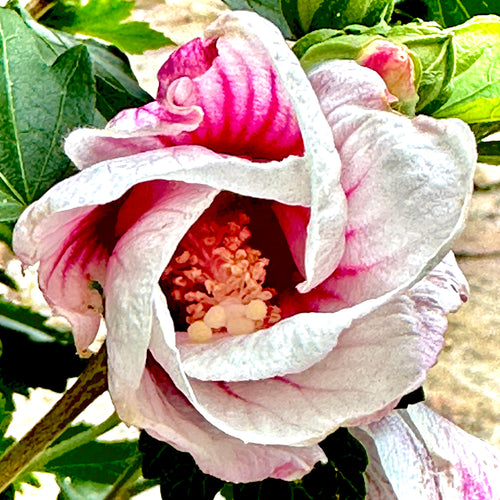 Paraplu Pink Ink® 'Rose of Sharon'