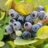 Peach Sorbet® Blueberry by Bushel and Berry®