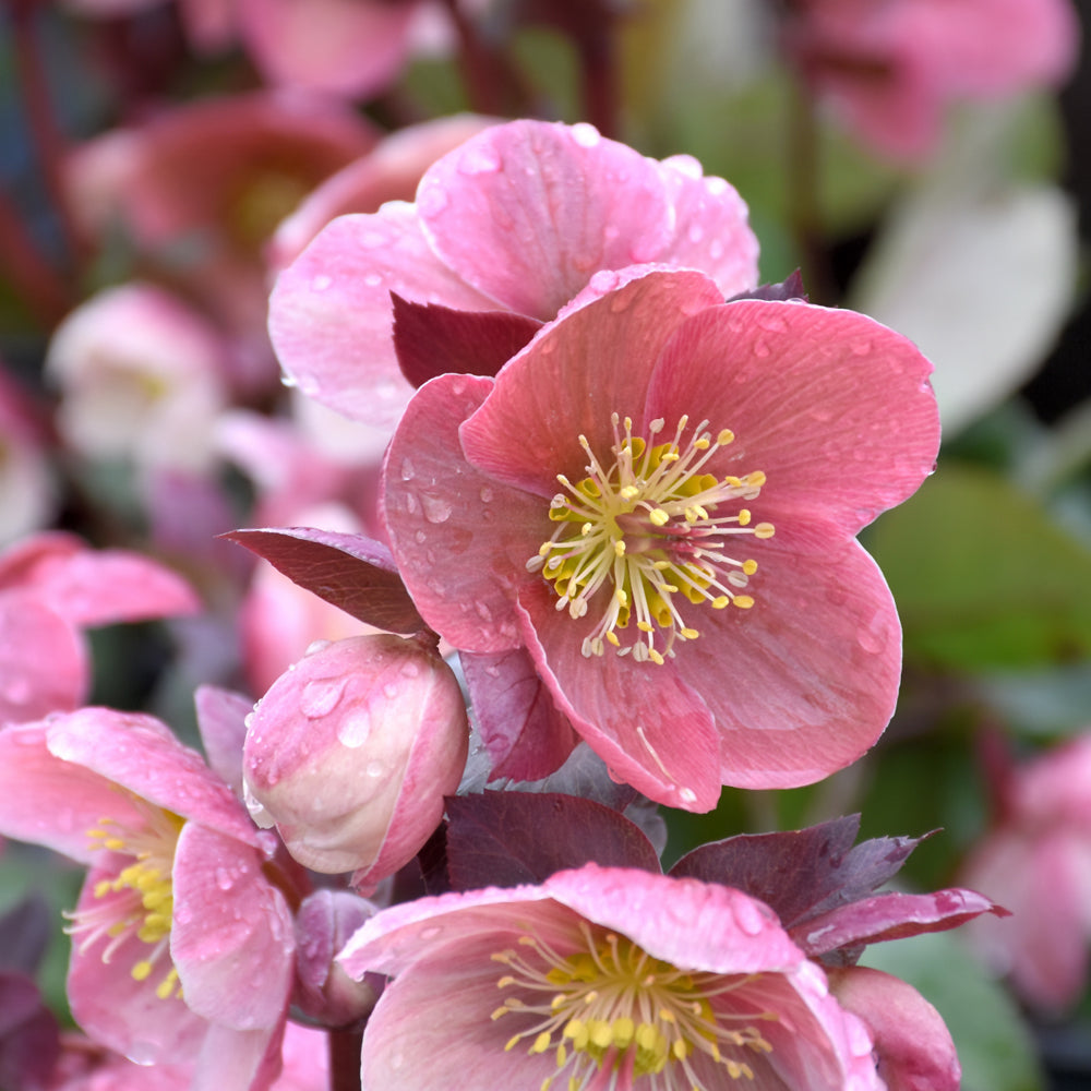 Lenten Rose HGC® Pink Frost®