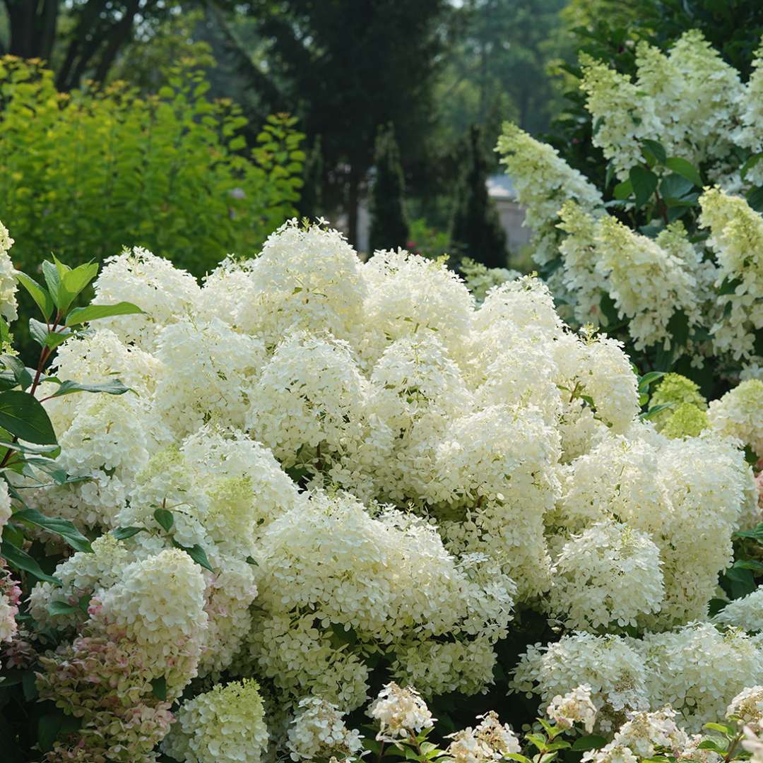 PUFFER FISH® Hydrangea