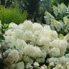 PUFFER FISH® Hydrangea