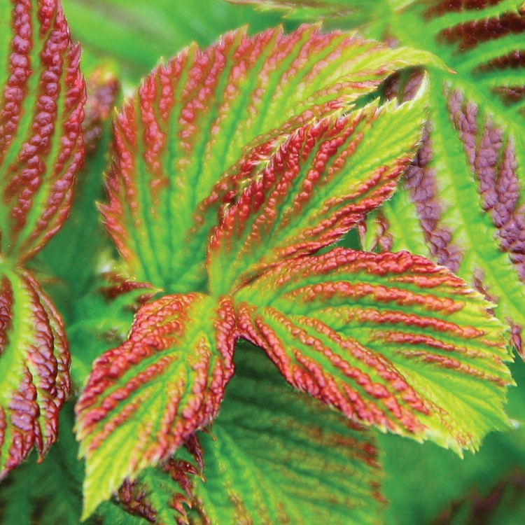 Raspberry Shortcake® Raspberry by Bushel and Berry®- 2 gallon container ...