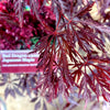 Red Dragon Japanese Maple 2-3 ft