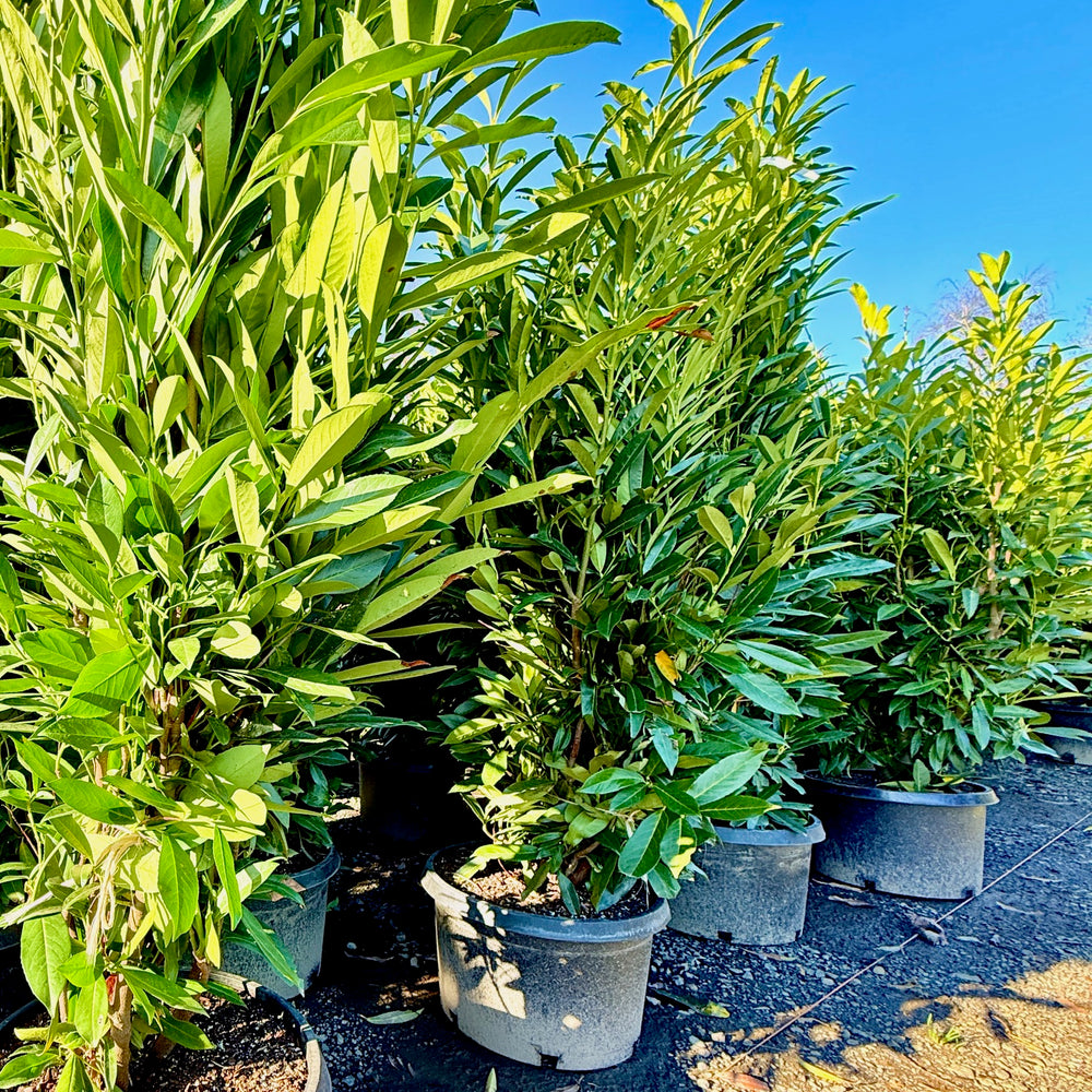 Skip Cherry Laurel 5 Pack- 5-6 Foot Tall