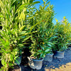 Skip Cherry Laurel 5 Pack- 5-6 Foot Tall