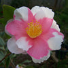 Shibori-egao Camellia