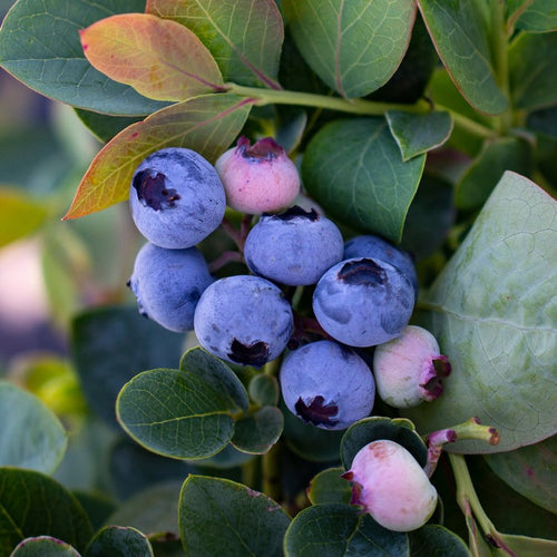 Silver Dollar® Blueberry by Bushel and Berry®