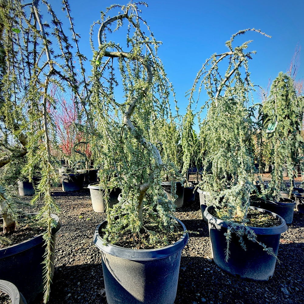 Potted conifer trees in a nursery setting with a clear blue sky.