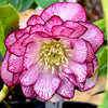 Winter Jewels® Cherry Blossom Lenten Rose