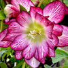 Winter Jewels® Cherry Blossom Lenten Rose