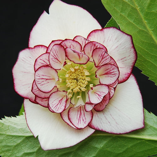 Winter Jewels® Picotee Pearl Lenten Rose