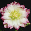 Winter Jewels® Rose Quartz Lenten Rose
