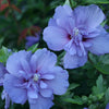 Blue Chiffon® Hibiscus 'Rose of Sharon' Starter Plant