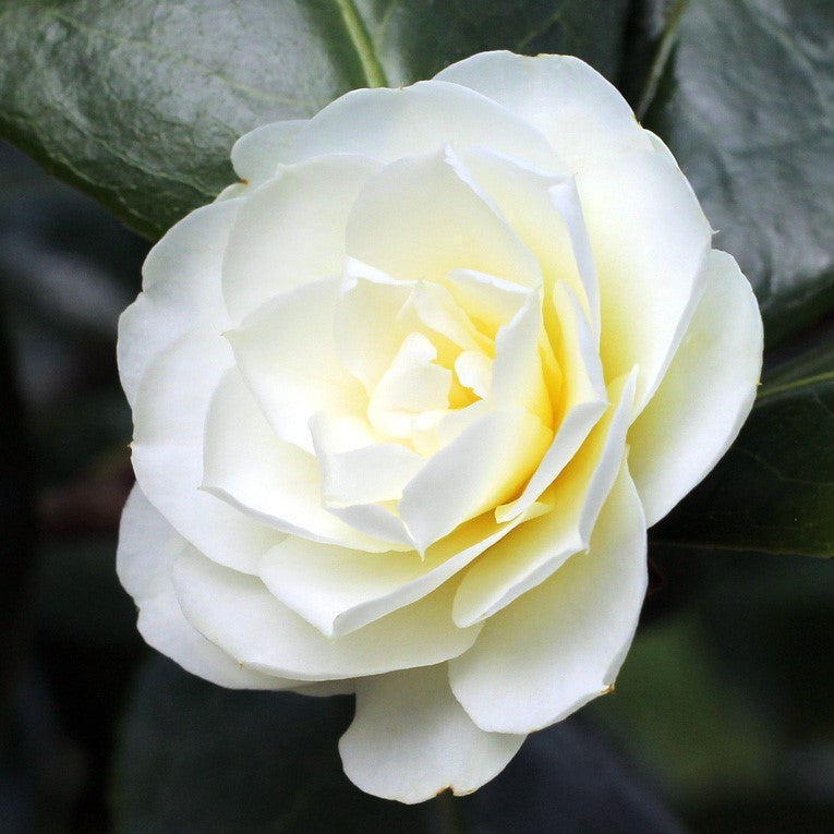 Buttermint Camellia