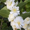 Buttermint Camellia