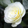 Buttermint Camellia