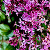 Bloomerang® Dark Purple Lilac Starter Plant