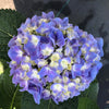 Let's Dance™ Blue Jangles Hydrangea Starter Plant