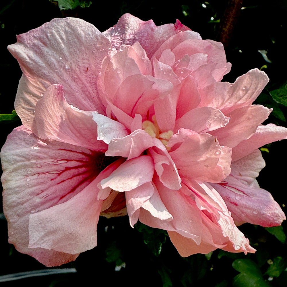 Pink Chiffon® Hibiscus Rose Of Sharon 3 Or 7 Gallon Container Lots Of Plants 