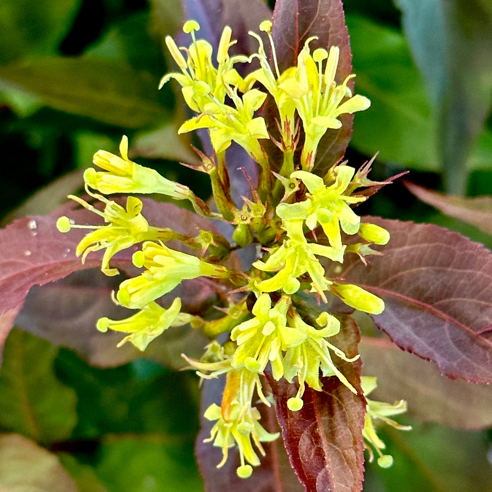 KODIAK® Red Diervilla Honeysuckle 3 or 7 gallon container Lots of