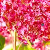 Incrediball® Blush Arborescens Hydrangea