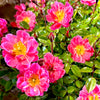 Oso Easy Double Pink® Rose