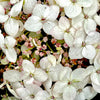 Invincibelle Wee White® Hydrangea Starter Plant