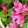 Sonic Bloom® Pink Weigela Starter Plant