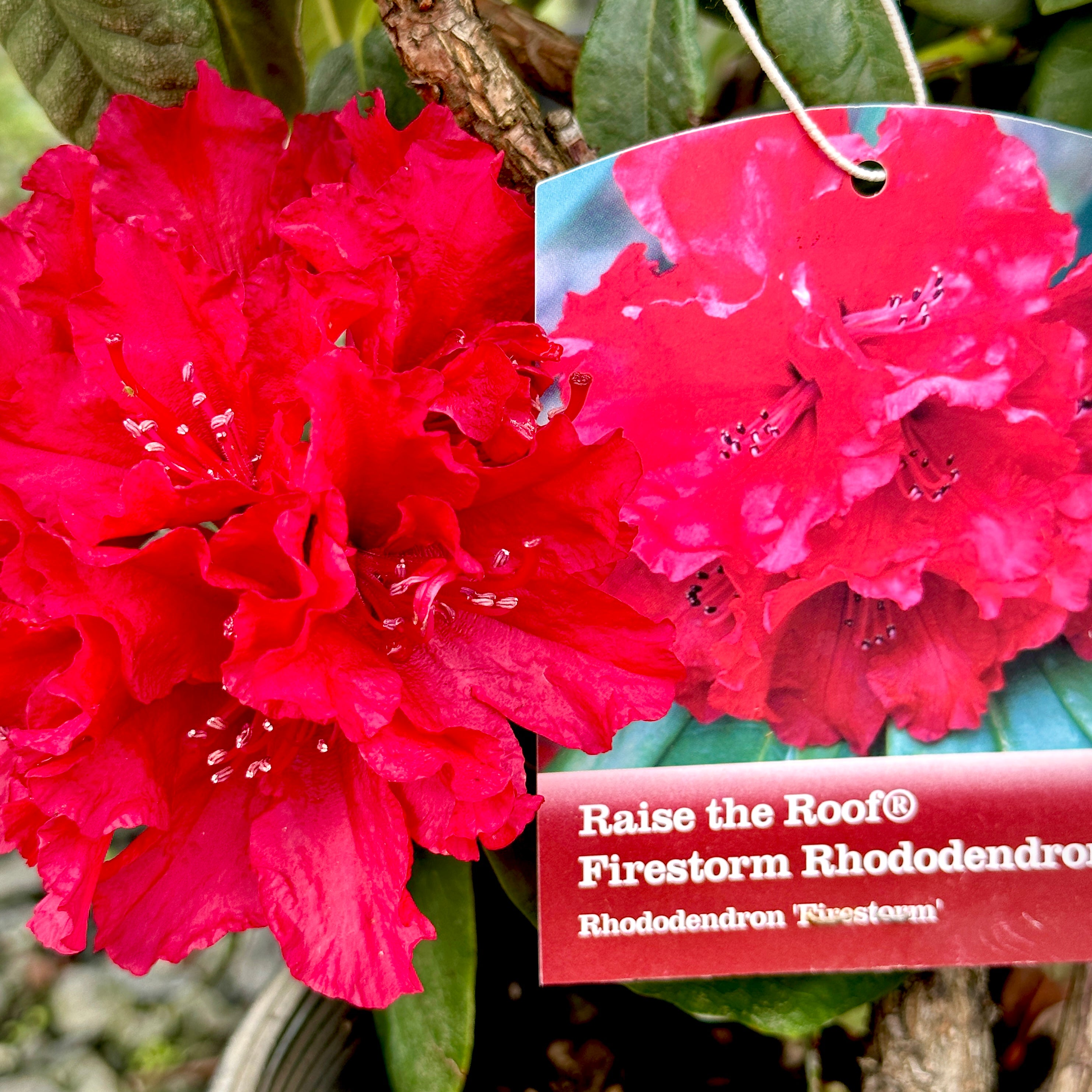 Red Rhododendron