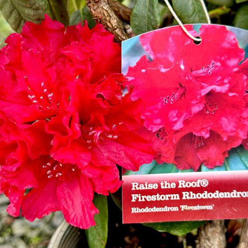 få Leeds Forvirrede Firestorm Rhododendron - 2 or 5 gallon container – Lots of Plants