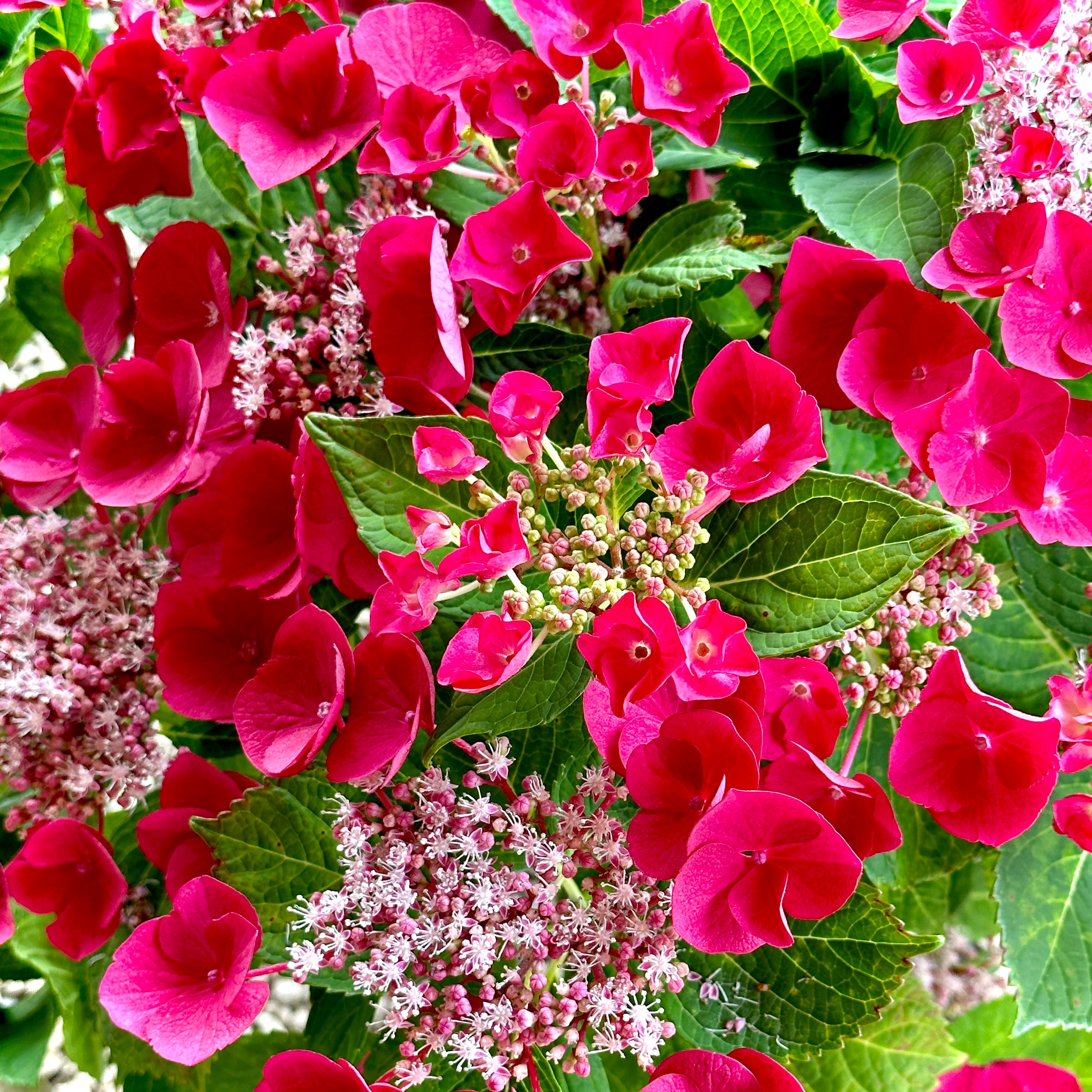 Cherry Explosion Hydrangea