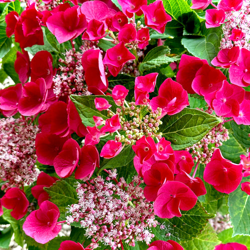 Cherry Explosion Hydrangea